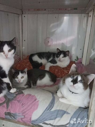 Мальчишкии девочки приюта « Остров надежды»