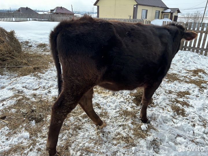 Джерси Телка