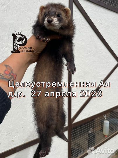 Щенок хорька из питомника