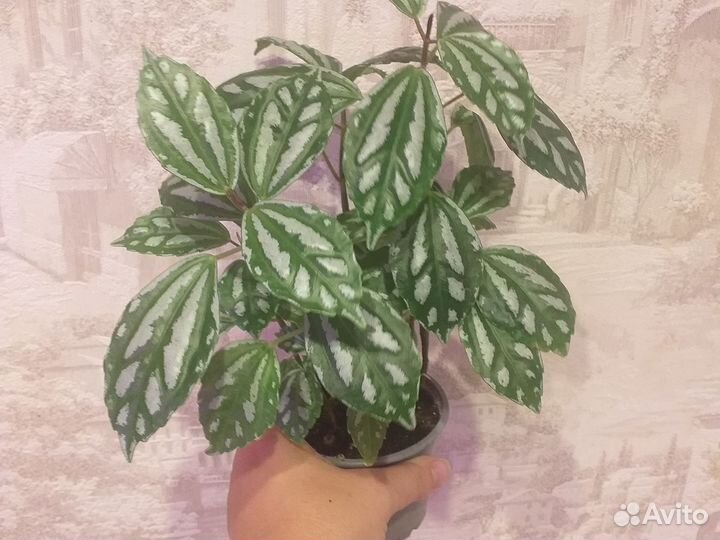 Пилея Кадье