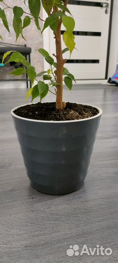 Фикус бенджамина