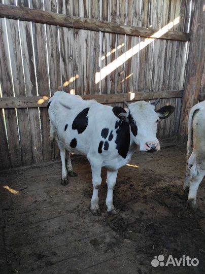 Телки стельные