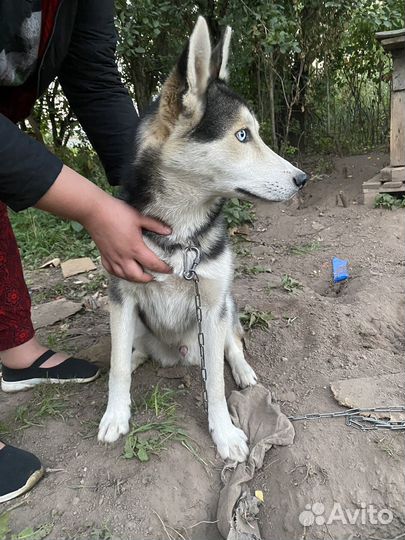 Щенок метис хаски и лабрадора
