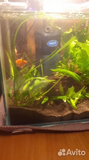 Рыбки с аквариумом