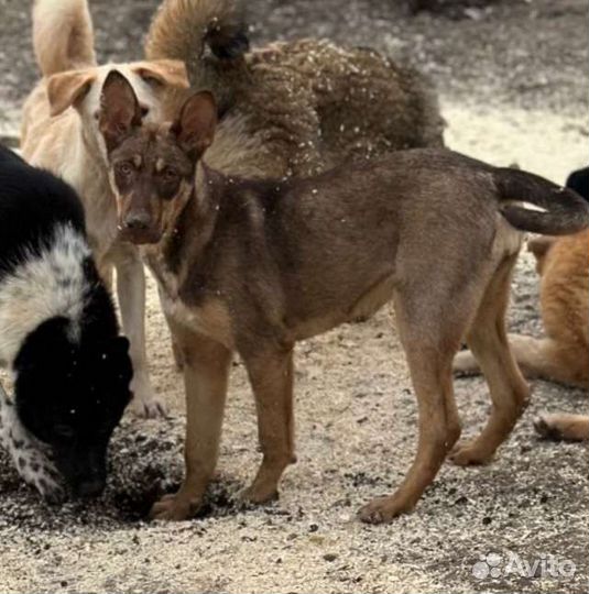 Собака в добрые руки щенок