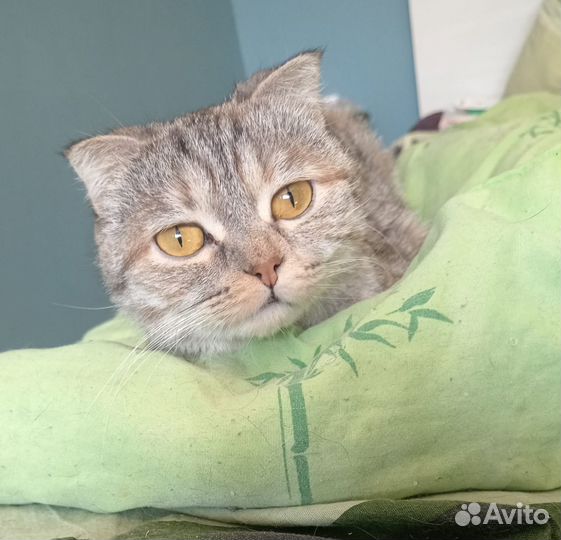 Ласковая кошечка в добрые руки