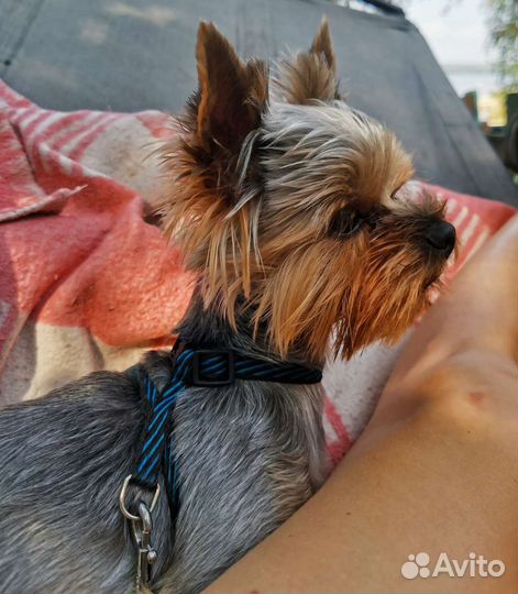 Йоркширский терьер вязка