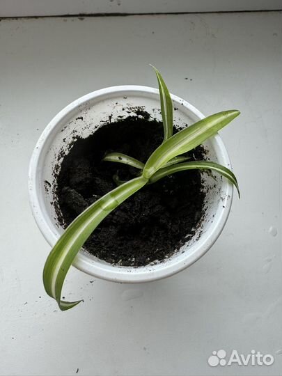 Хлорофитум кудрявый