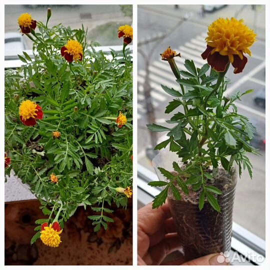 Колеусы вегетативные