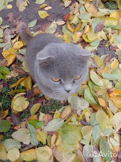 Кошки в добрые руки