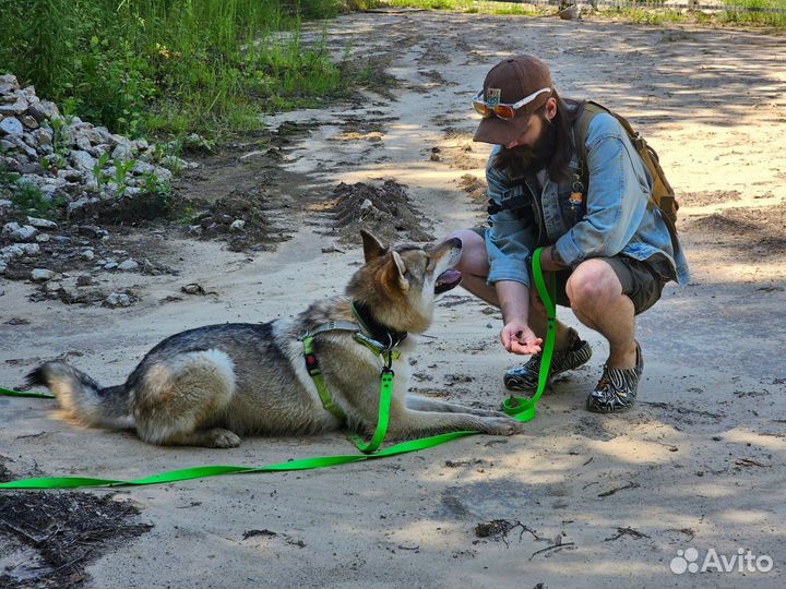 Зоопсихолог l Кинолог