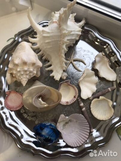 Ракушка для аквариума