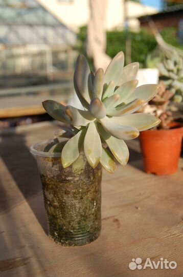 Суккуленты