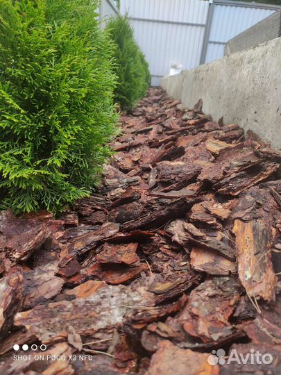 Кора сосны мульча