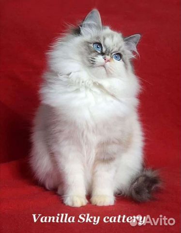 Чистопородные сибирские котята объявление продам