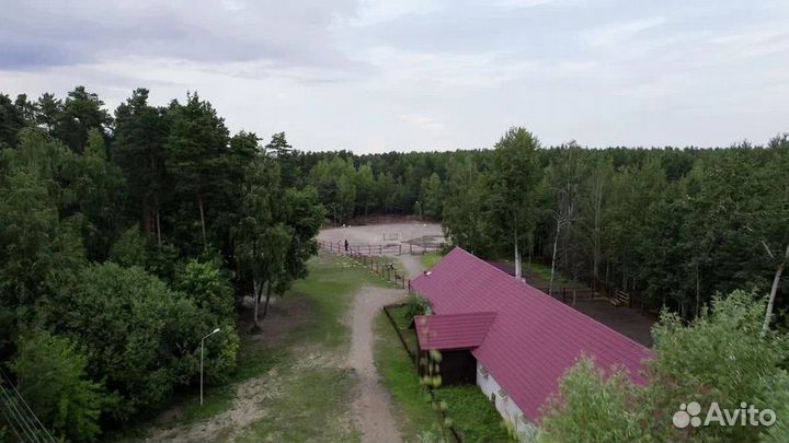 Постой лошади