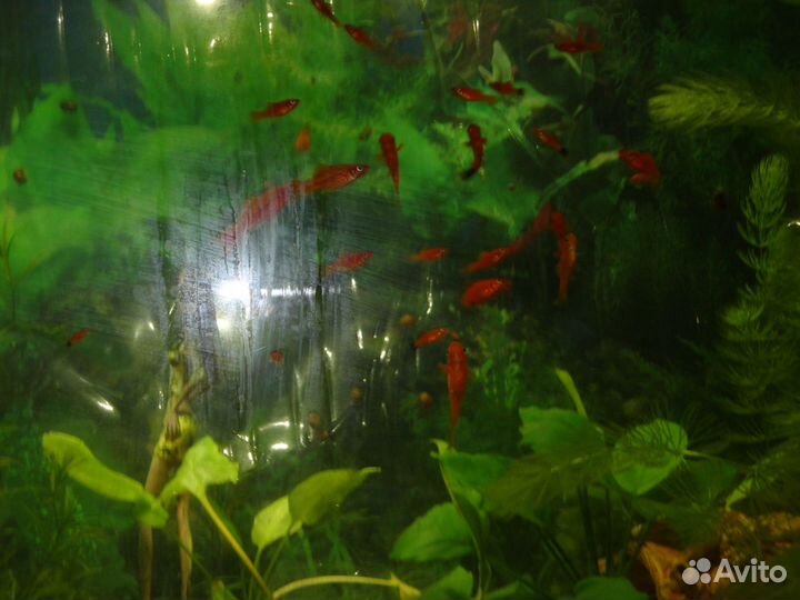 Меченосцы берлинские и красные молодь