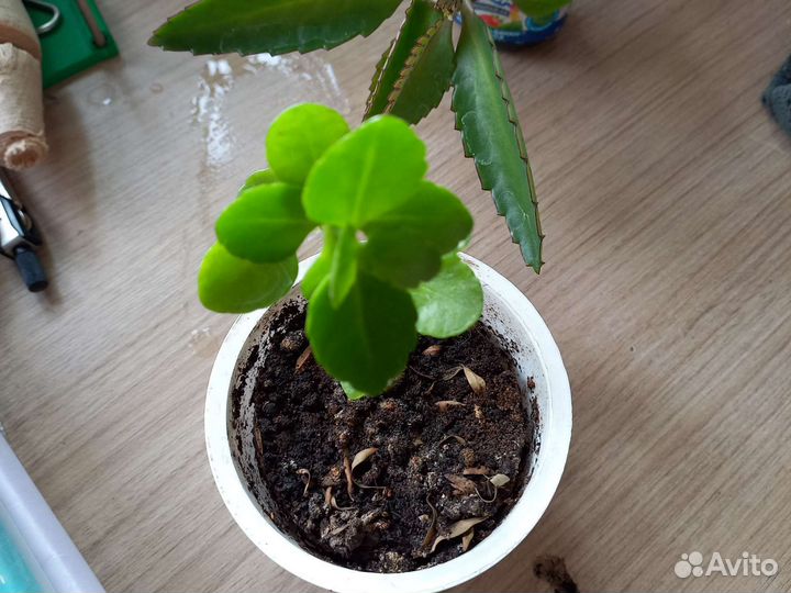 Желтый каланхоэ