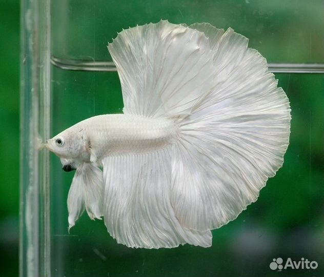 Петушок слоноухий-плакат