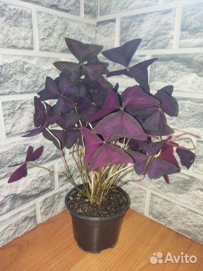 Кислица оксалис