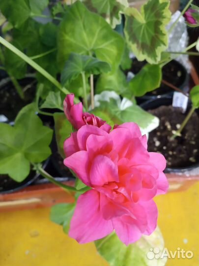 Пеларгонии сортовые