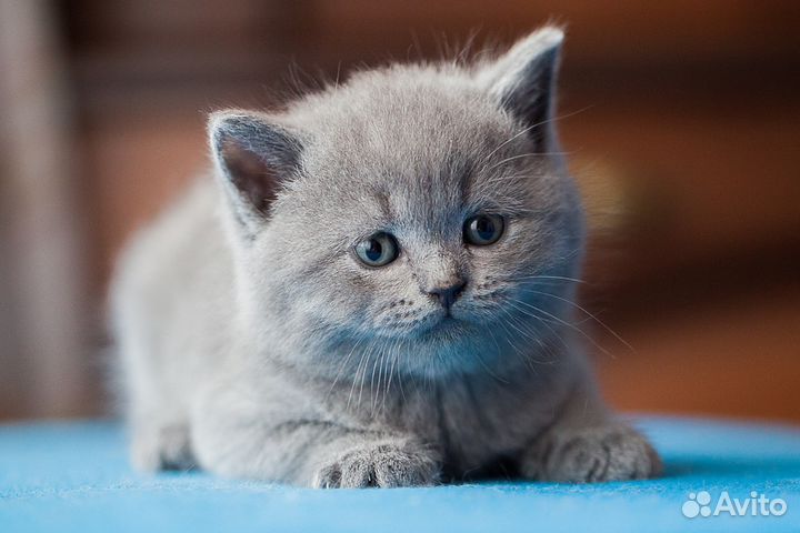 Амелия, кошечка британка от породистых родителей