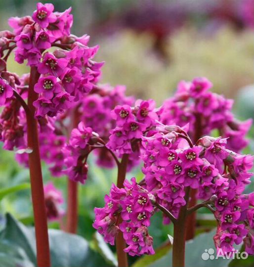 Многолетники для сада