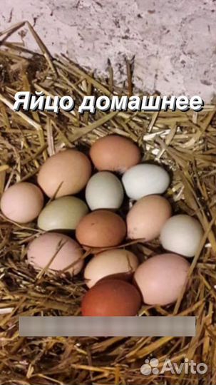 Инкубационное яйцо