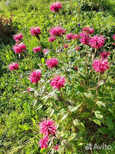 Хризантема кустовая и другое