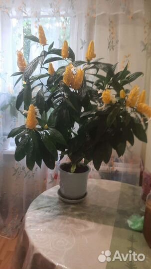 Стрептокарпус. Бегония королевская,пахистахис