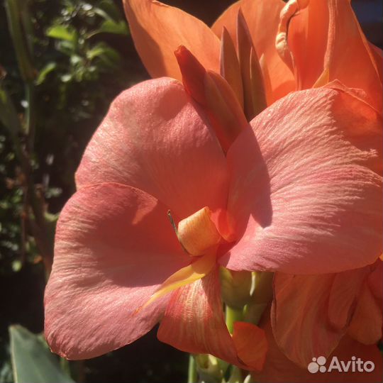 Канны сортовые