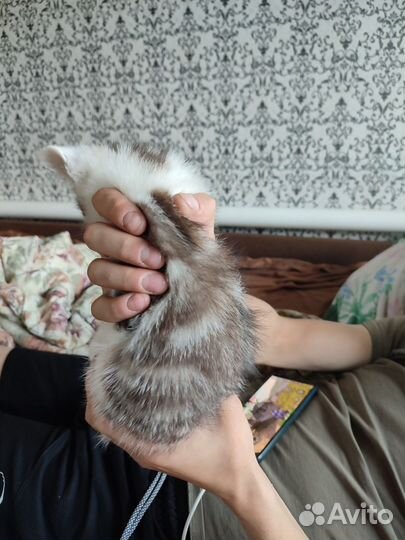 Кошка в дар бесплатно