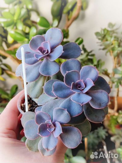 Комнатные растения цветы