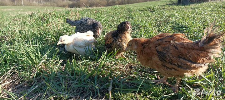 Цыплята мясо-яичных несушек