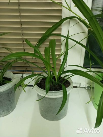 Хлорофитум