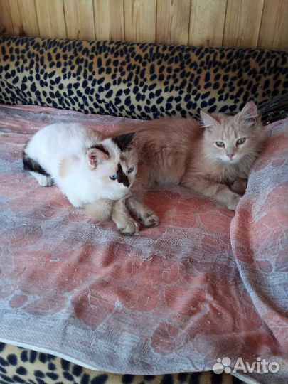 Котята в добрые руки