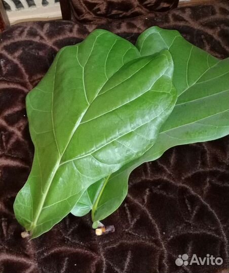 Фикус Лирата Колумнарис