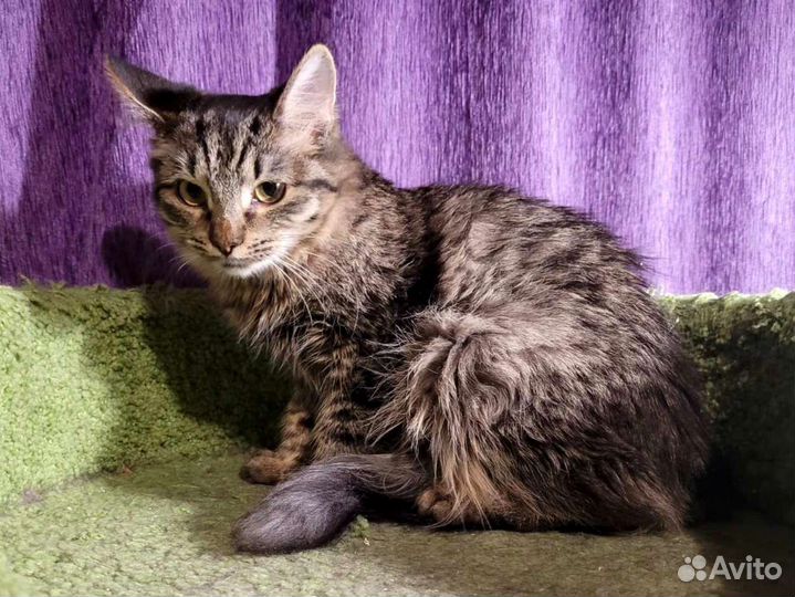 Молодая кошка (второй кошкой)