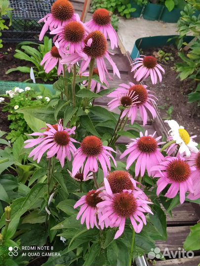 Эхинацея пурпурная