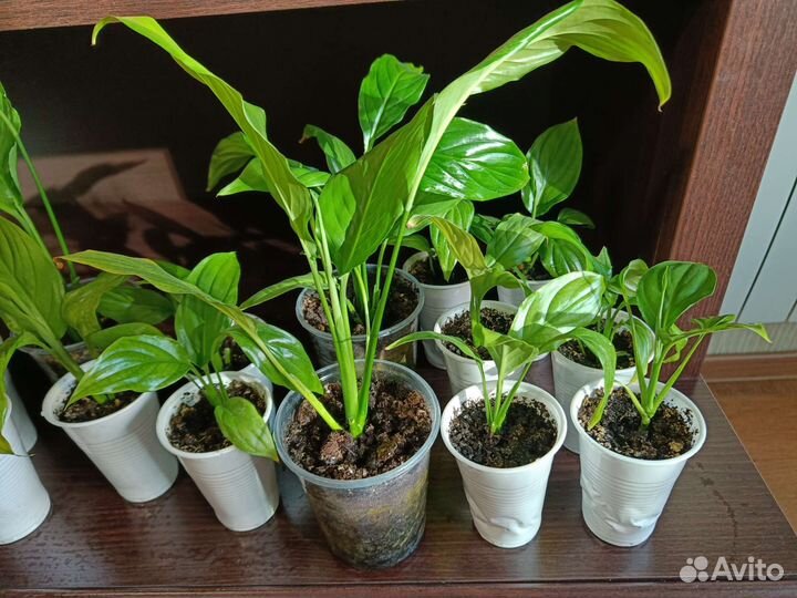 Спатифиллум