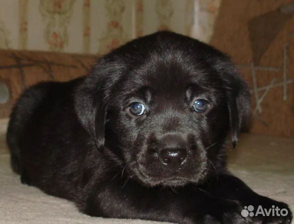 Щенок Лабрадора девочка