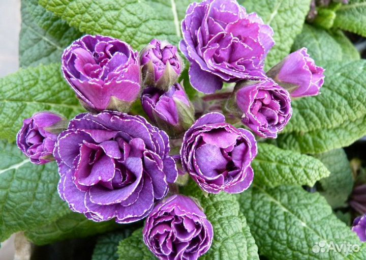 Примула в ассортименте