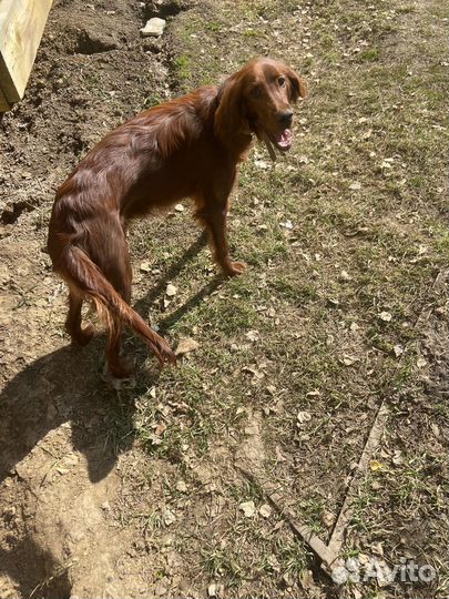 Ирландский сеттер