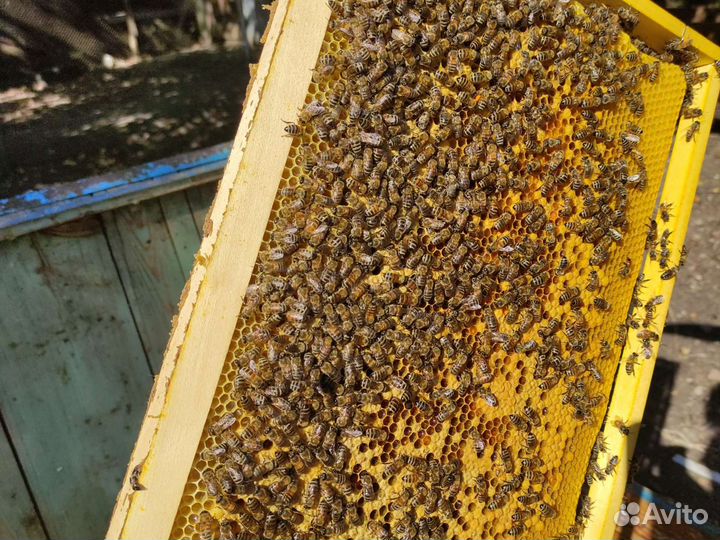 Улей с пчелами