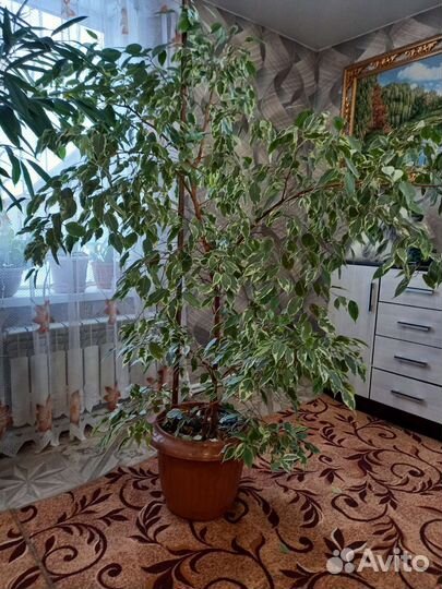 Фикус бенджамина большой
