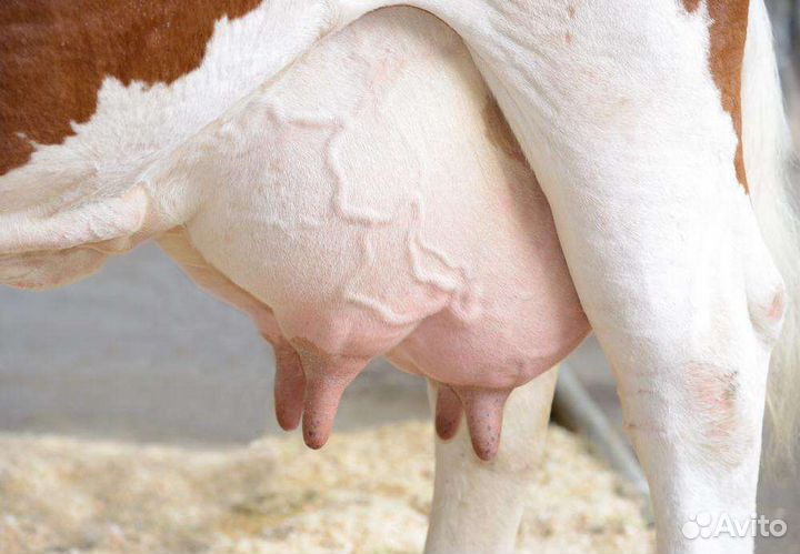 Говяжье органы