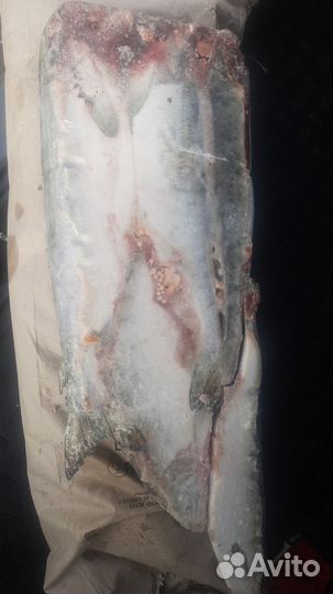 Горбуша от 22кг