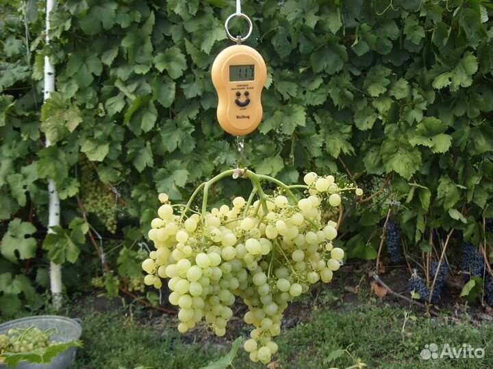 Саженцы винограда столовых и винных сортов