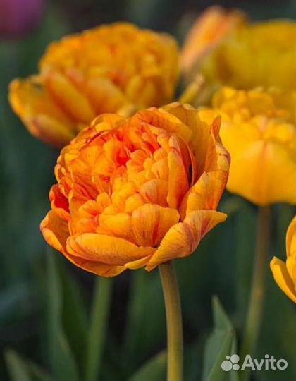 Махровые тюльпаны оптом