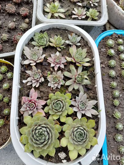 Молодило каменная роза